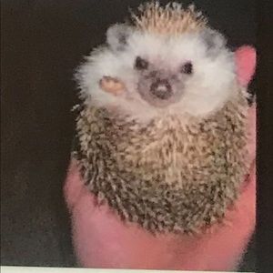 Meet your Posher, Greg